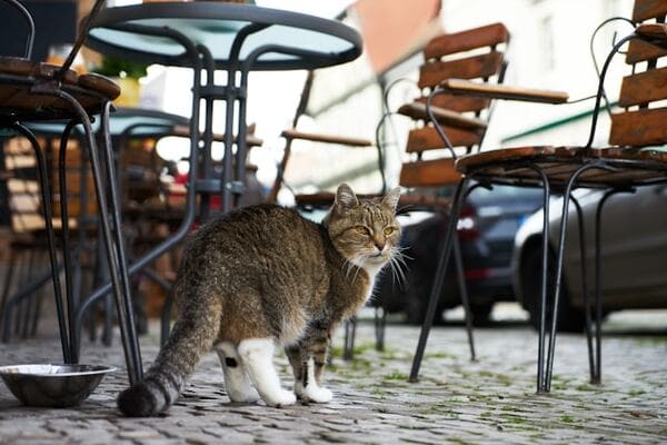 Comment Ouvrir un Bar à Chat